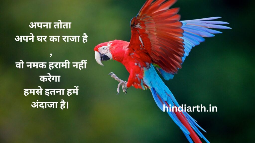 Parrot shayari In hindi 

