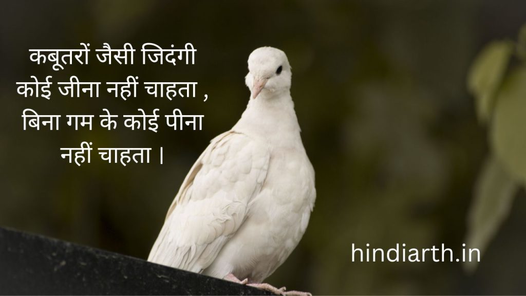 kabutar par shayari  in hindi