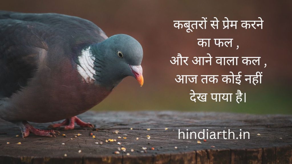 kabutar par shayari 