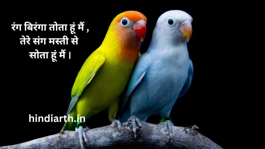 shayari on parrot 
