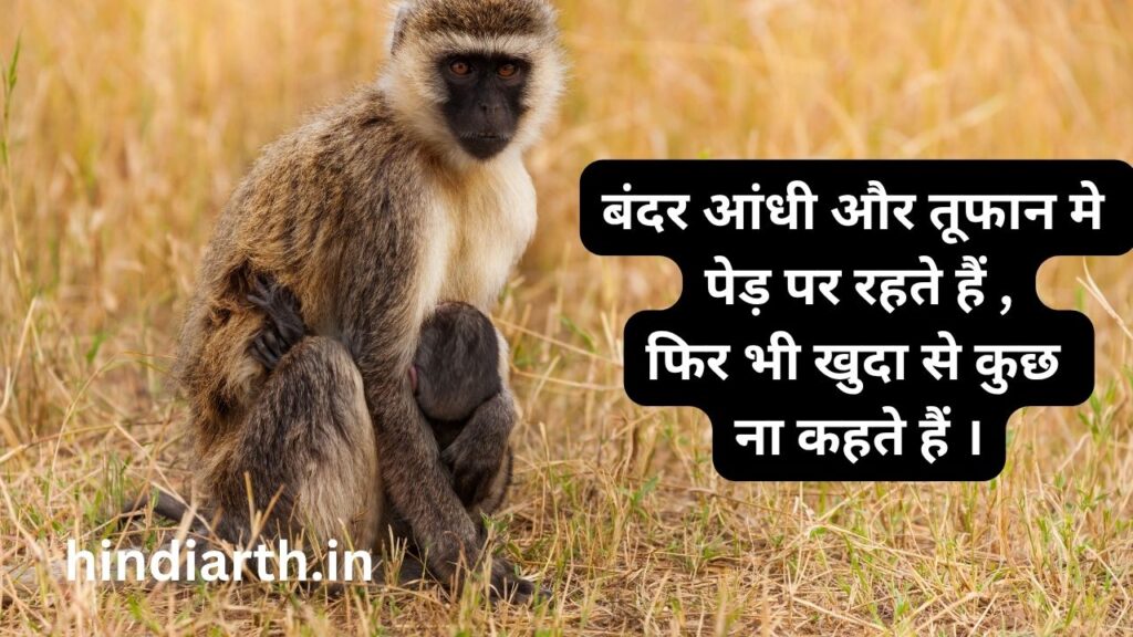 बंदर पर शायरी 
