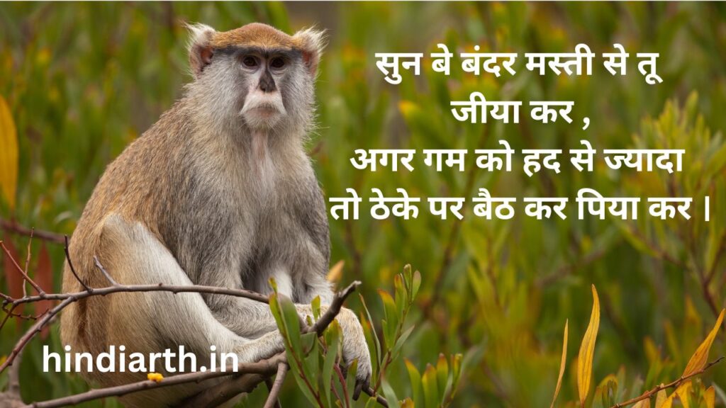 बंदर पर शायरी 
