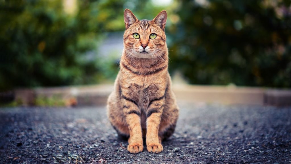 sapne mein mari billi dekhne ka matlab
